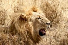1st February - 5 – Days Calving Season Safari