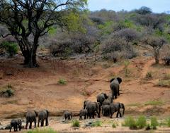 28th July - 8 – Days Southern Fly Safari (Ruaha & Mwalimu Nyerere)