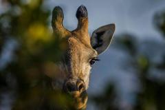 25th August - 8 – Days Southern Safari (Mikumi, Udzungwa & Ruaha)