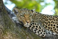 11th September - 10 – Days Southern Safari (Mikumi, Udzungwa, Mwalimu Nyerere & Ruaha)