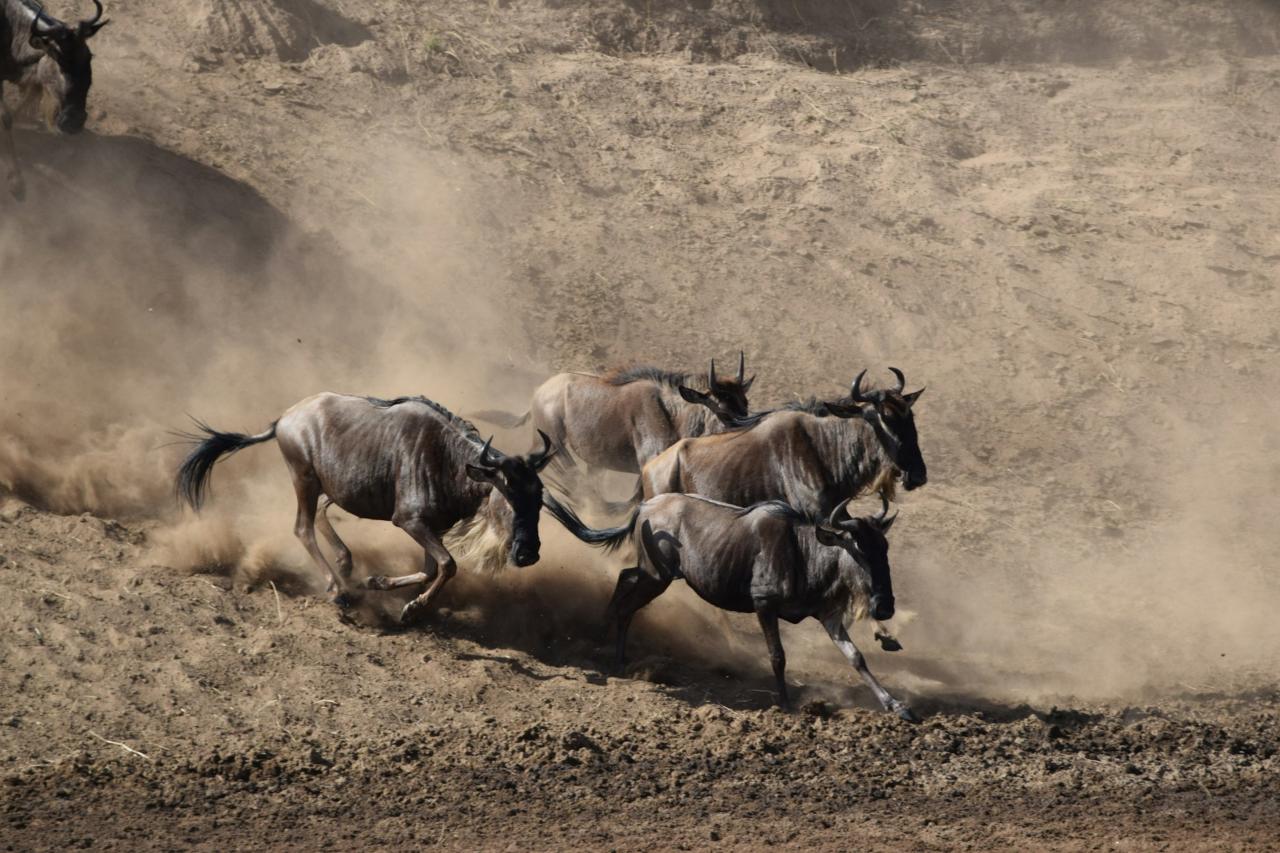 Classic Migration Safari