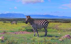 2 days mwalimu nyerere national park safari