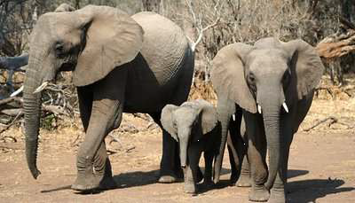 Best of South Africa & Victoria Falls