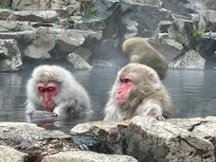 Full Day Snow Monkey Park Private Tour , to-and-from JR Nagano Station, 2-12 guests
