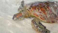 Blue Lagoon, Turtle Swim & Banana Bay Tour