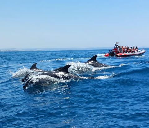 Benagil Caves and Dolphins Guided Boat Tour