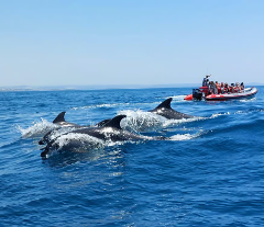 Benagil Caves and Dolphins Guided Boat Tour