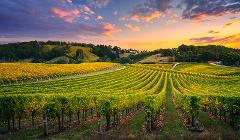 Adelaide Wine & History Tour - From $250