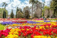 Floral Escape: Toowoomba Carnival of Flowers - From $590