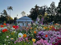 Toowoomba Carnival of Flowers Day Tour from Sunshine Coast