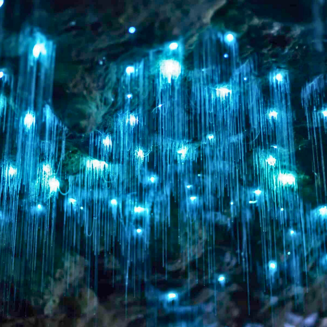 Glow Worm Evening Rainforest Tour – Private Tour (Departing from Gold Coast, 1–3 Pax)