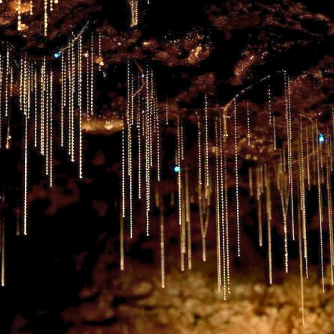 Private Glow Worm Magic & Scenic Mountain Views Tour (Gold Coast Departure, 1–3 Pax)