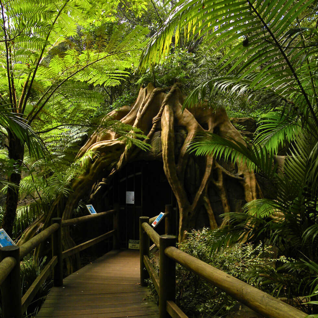 Private Glow Worm Magic & Scenic Mountain Views Tour (Gold Coast Departure, 1–3 Pax)