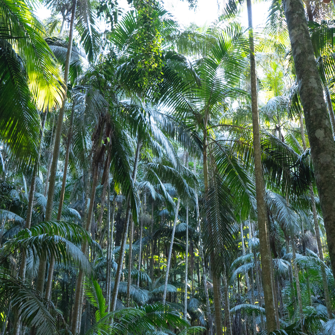 Private Glow Worm Magic & Scenic Mountain Views Tour (Gold Coast Departure, 1–3 Pax)