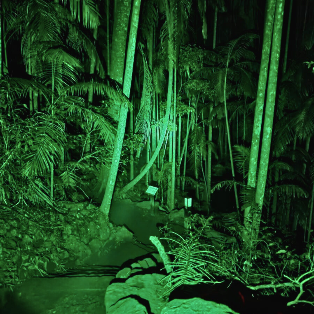 Glow Worm Evening Rainforest – Full Private Tour (1 to 3 Pax)