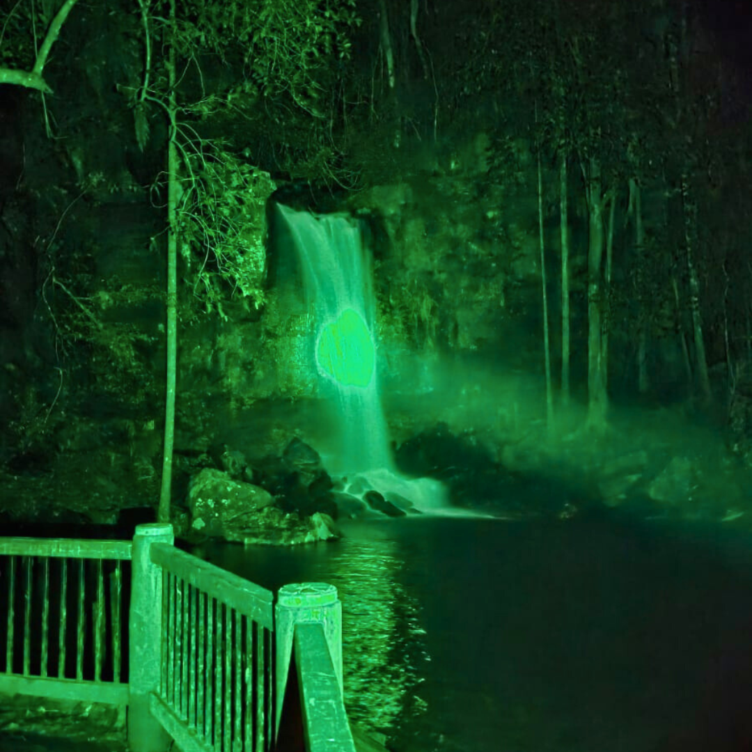 Glow Worm Evening Rainforest – Full Private Tour (1 to 3 Pax)