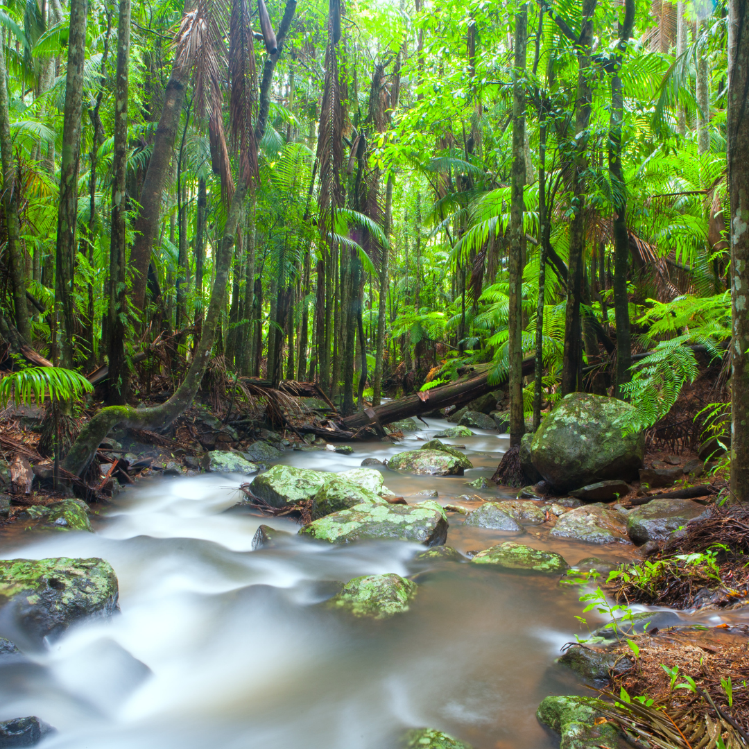 Private Rainforest Adventures, Thunderbird Fun & Local Flavours Tour (Gold Coast Departure, 4–7 Pax)