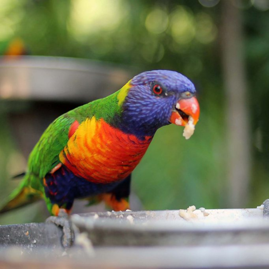 Private Rainforest Adventures, Thunderbird Fun & Local Flavours Tour (Brisbane Departure, 4–7 Pax)