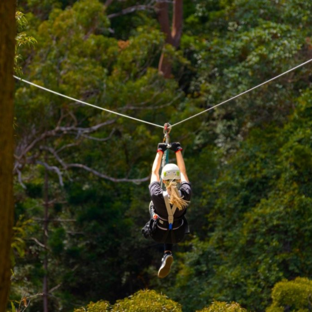 Private Rainforest Adventures, Thunderbird Fun & Local Flavours Tour (Gold Coast Departure, 1–3 Pax)