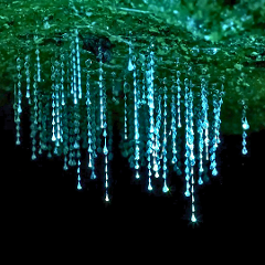 Glow Worm Evening Rainforest – Full Private Tour (4 to 7 Pax)