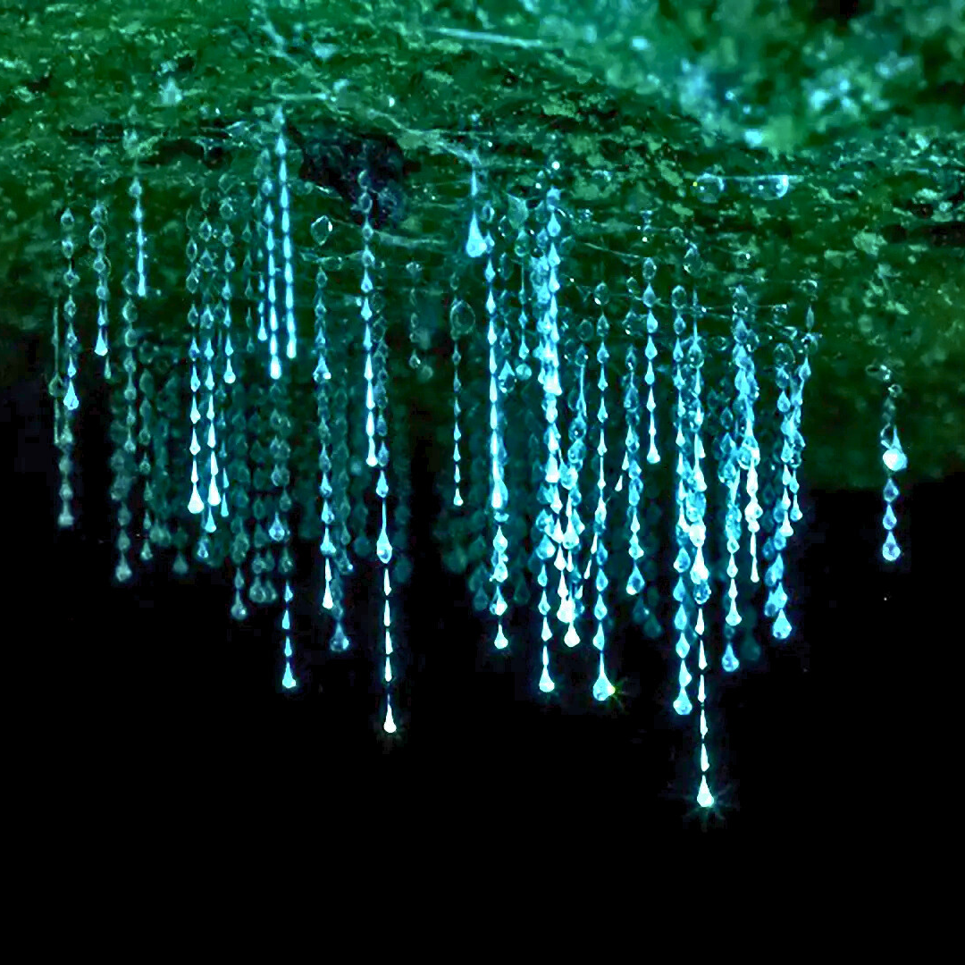Glow Worm Evening Rainforest – Full Private Tour (1 to 3 Pax)
