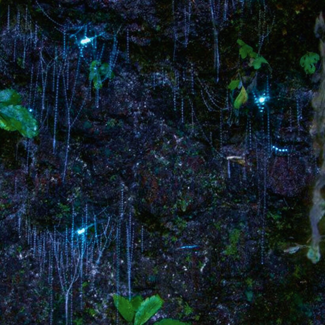 Glow Worm Evening Rainforest – Full Private Tour (4 to 7 Pax)