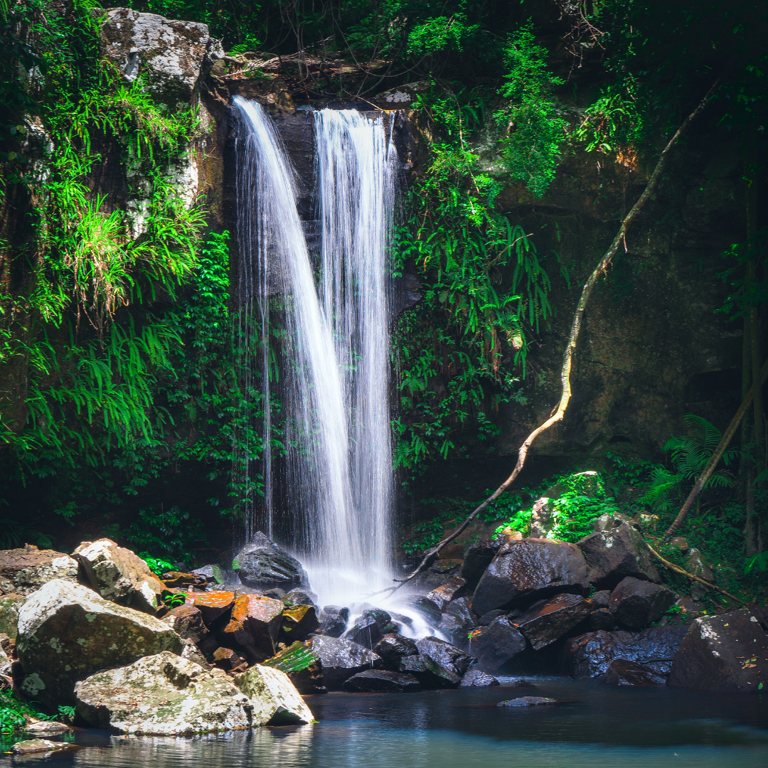 Private Rainforest Adventures, Thunderbird Fun & Local Flavours Tour (Brisbane Departure, 1–3 Pax)