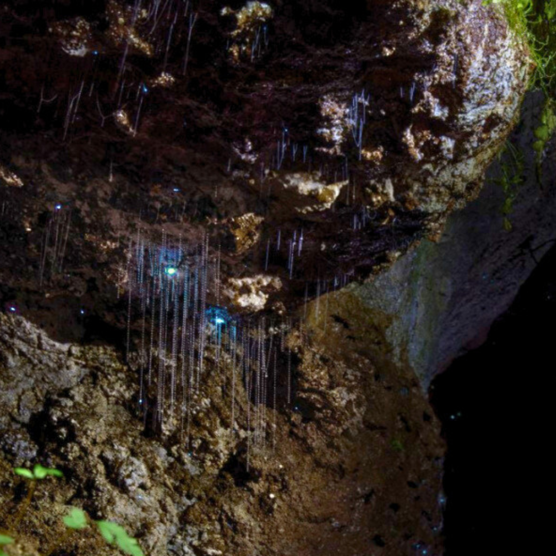 Glow Worm Evening Rainforest Tour – Private Tour (Departing from Gold Coast, 1–3 Pax)