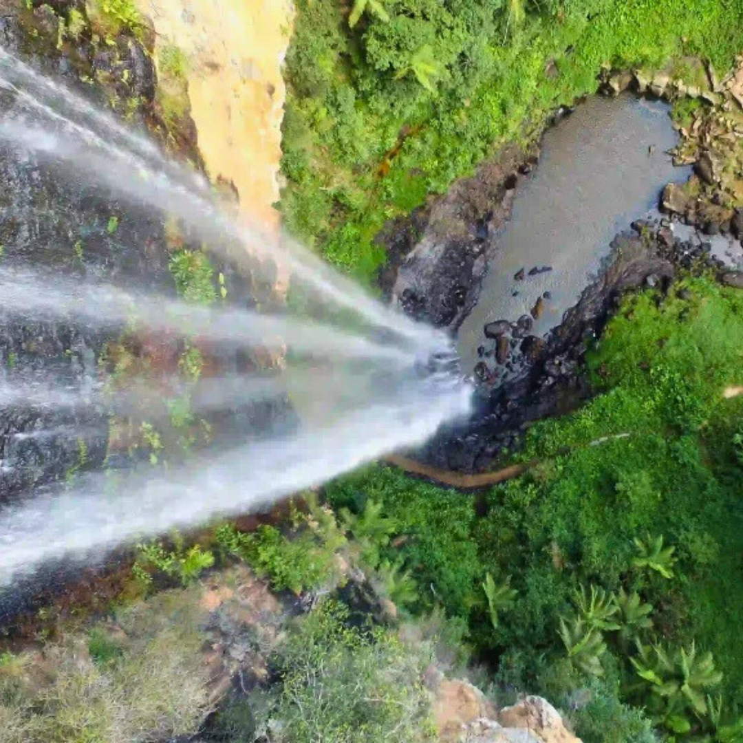 Private Springbrook Rainforest & Waterfalls Tour from Gold Coast – 4 to 7 Passengers