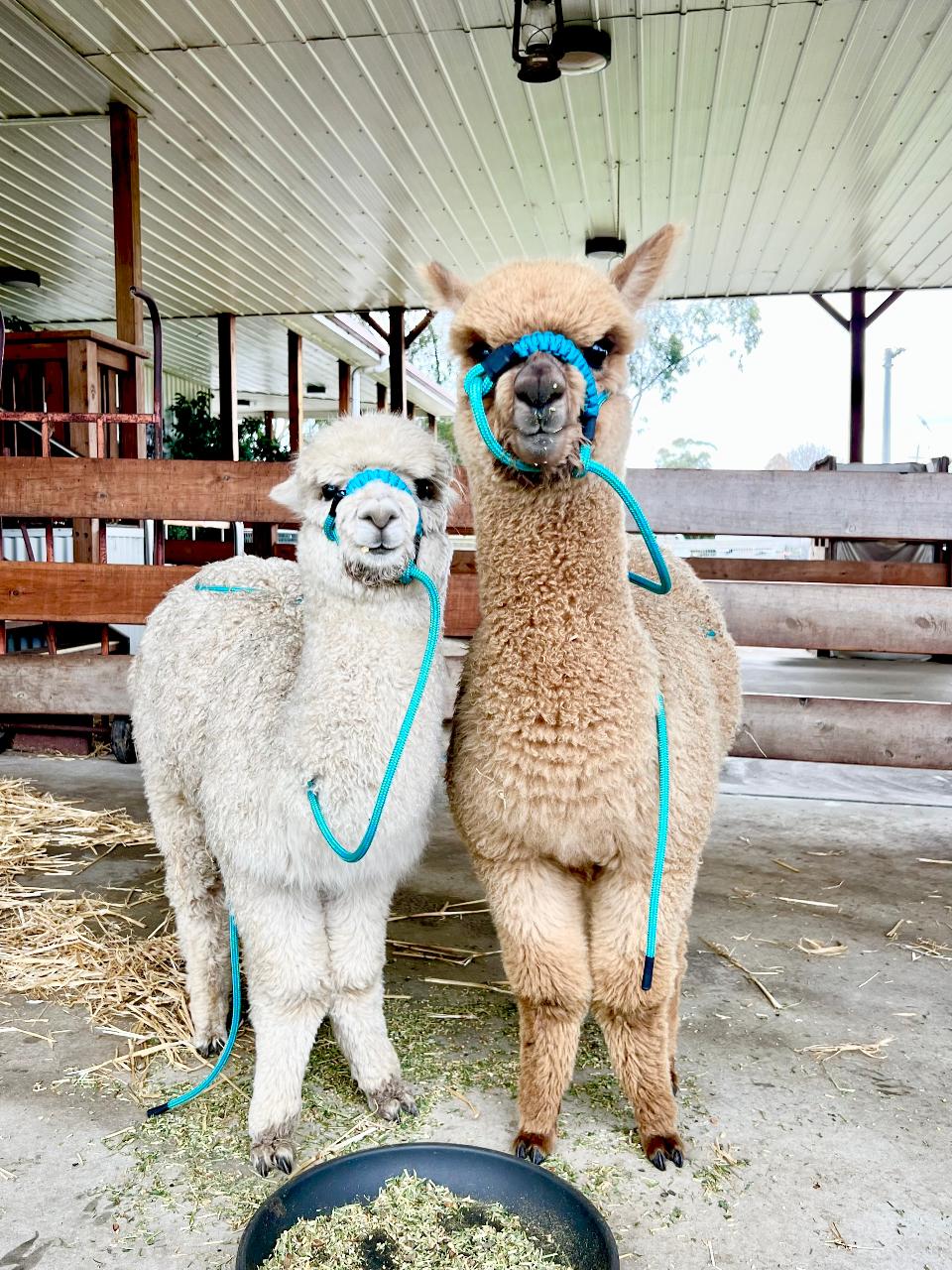 The Scheduled Intimate Creswick Wool Heritage and Animal Farm Experience  - Tuesdays, Wednesdays & Thursdays at 10.30am & 3pm