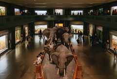 New York City: American Museum of Natural History Ticket 