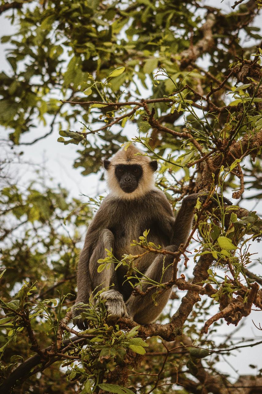 Sri Lanka