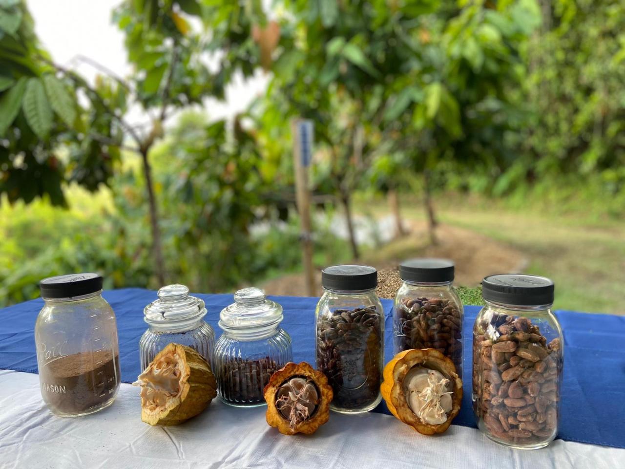 Cacao Walking Tour (Español) - Recorrido Inmersivo por nuestra Finca de Cacao y Degustación de Chocolate