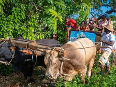 Balade en charrette à bœufs - Tradition de Guadeloupe