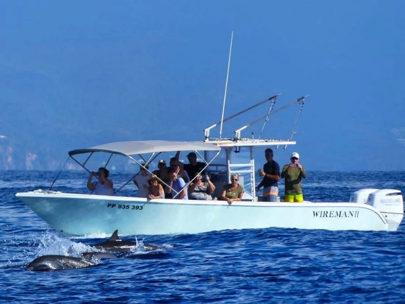 Observation des dauphins et baleines