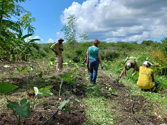 Visite d’un jardin créole authentique bio avec Fabrice agriculteur