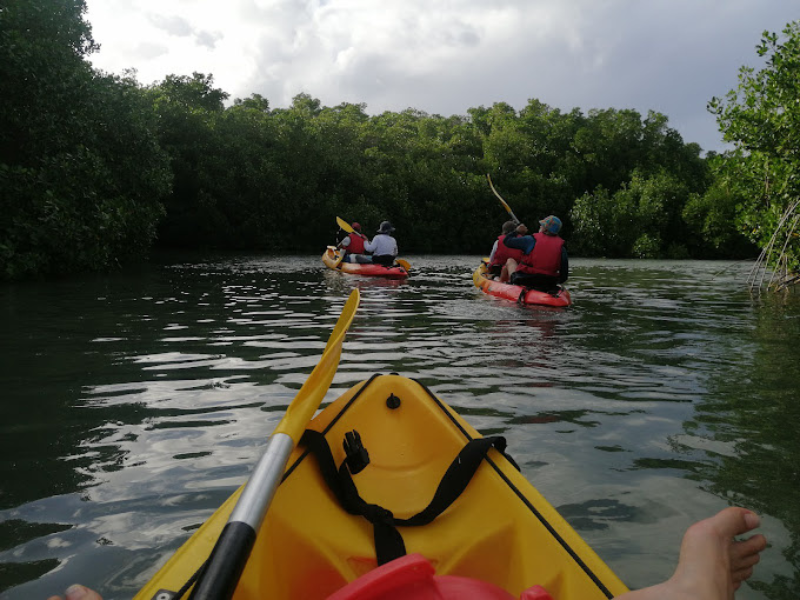 Randonnée guidée en kayak dans la mangrove, lagon et îlets de Morne-à-l’eau