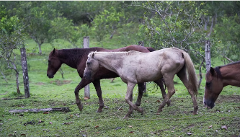 Horseback Riding in Bocas del Toro
