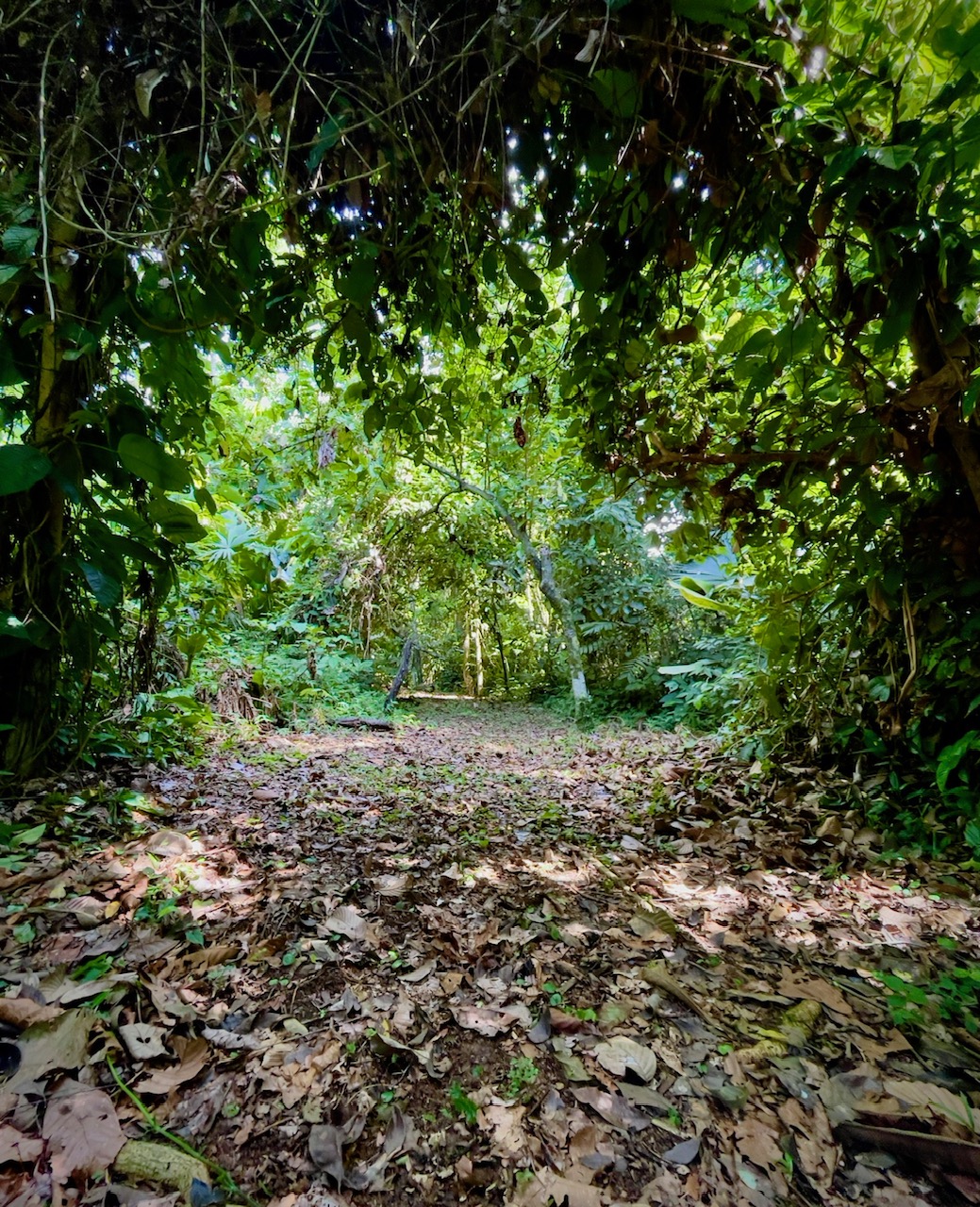 Bocas Trails Wonderland Shared Tour - Half Day