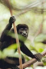 Monkey Adventure