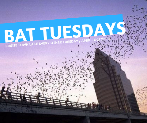 BAT TUESDAY