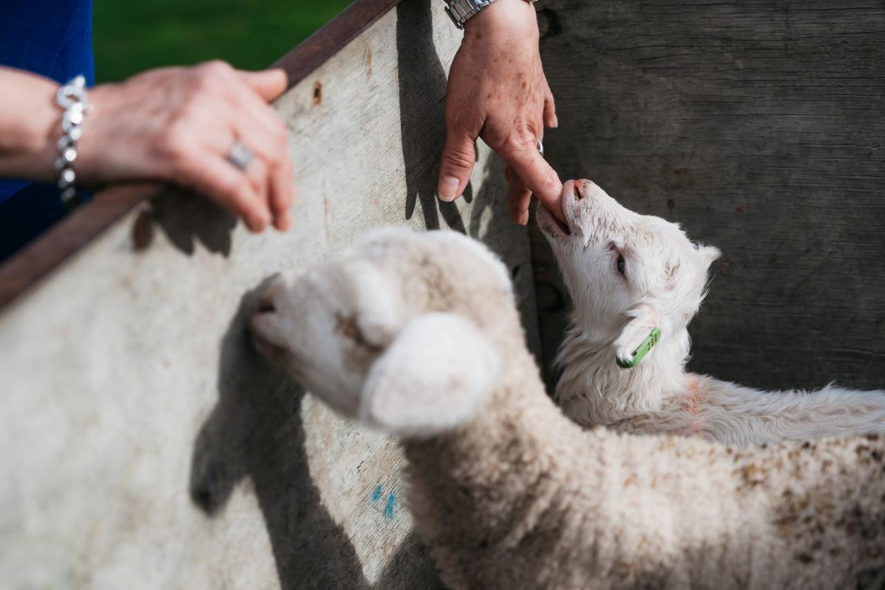 Real New Zealand Farm Tours Day Trip Christchurch Local Sheep Farm, Wine & Lunch — Waipara Valley - Photo 9