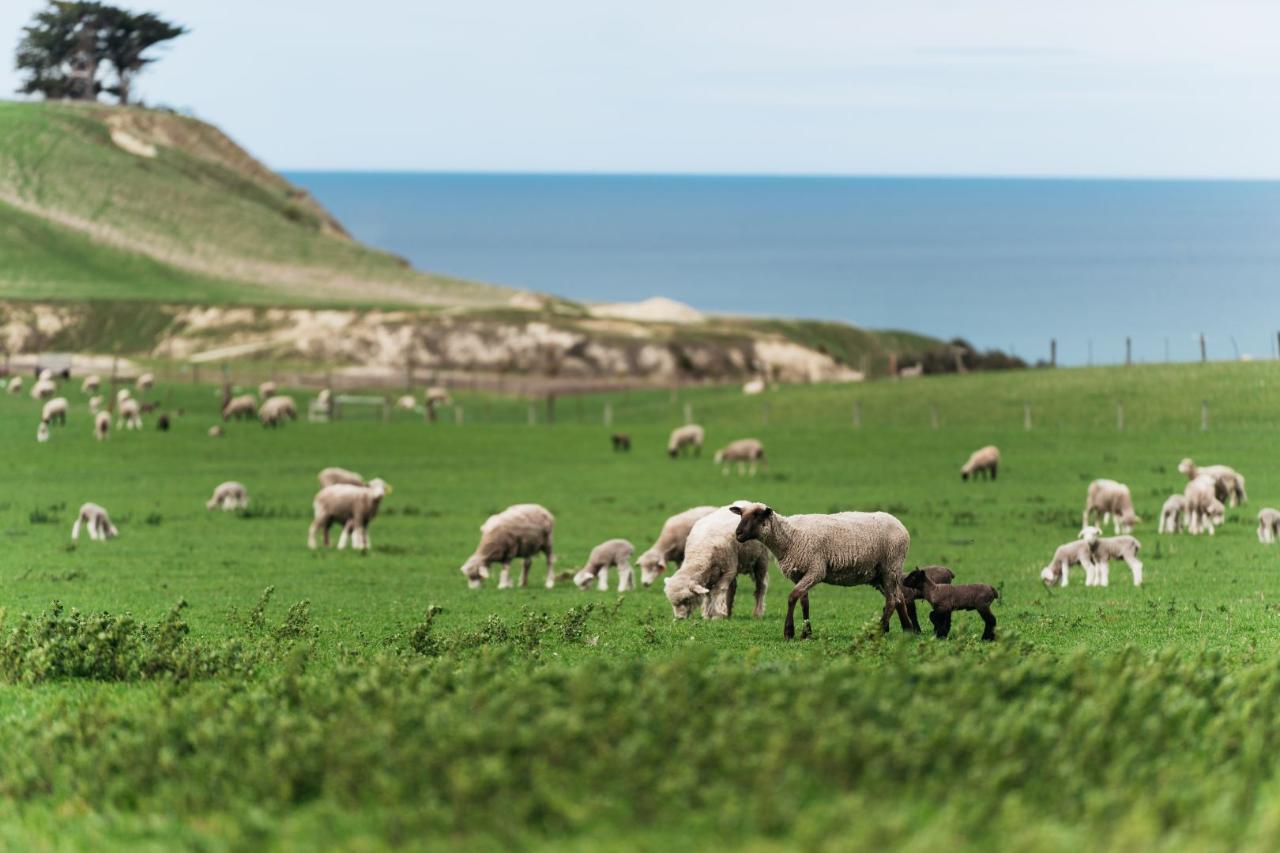 Real New Zealand Farm Tours Day Trip Christchurch Local Sheep Farm, Wine & Lunch — Waipara Valley - Photo 6