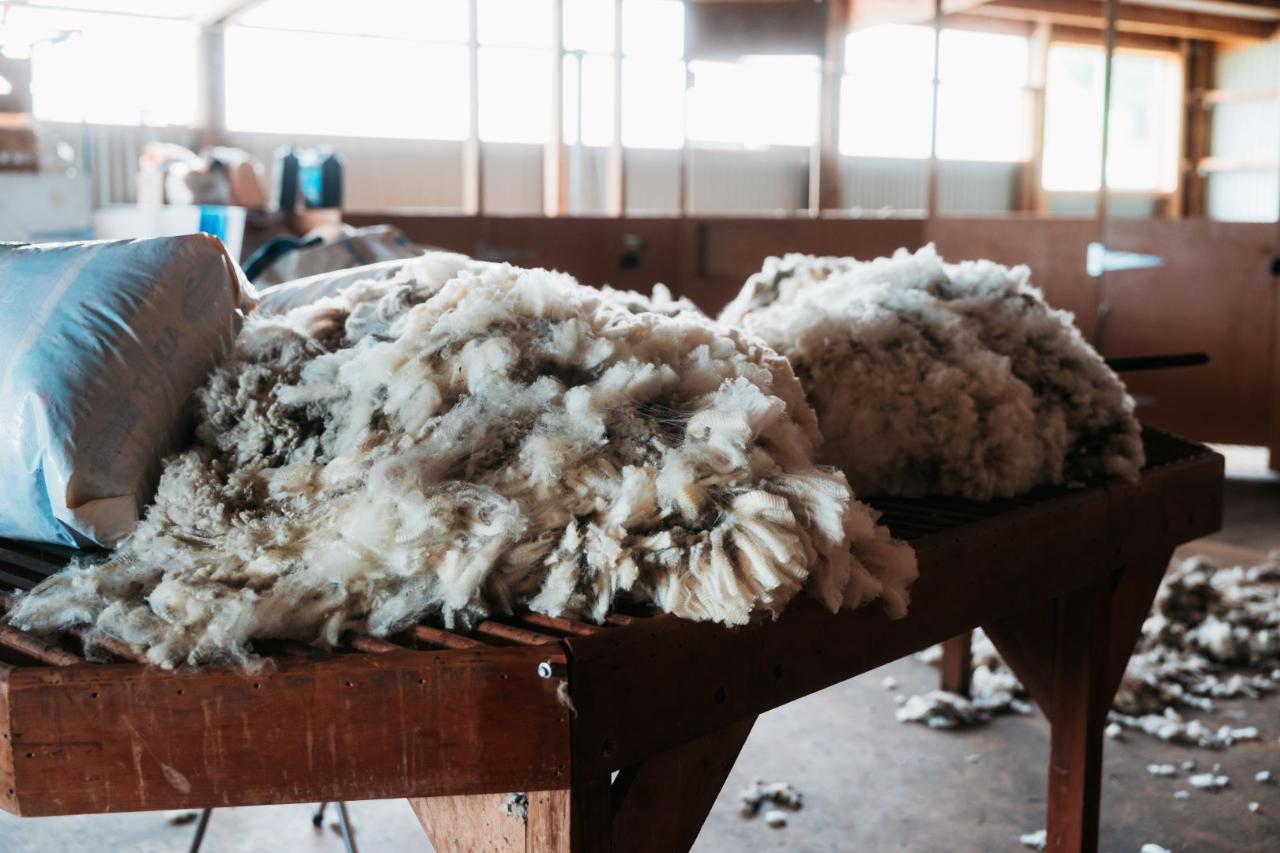 Real New Zealand Farm Tours Day Trip Christchurch Local Sheep Farm, Wine & Lunch — Waipara Valley - Photo 3