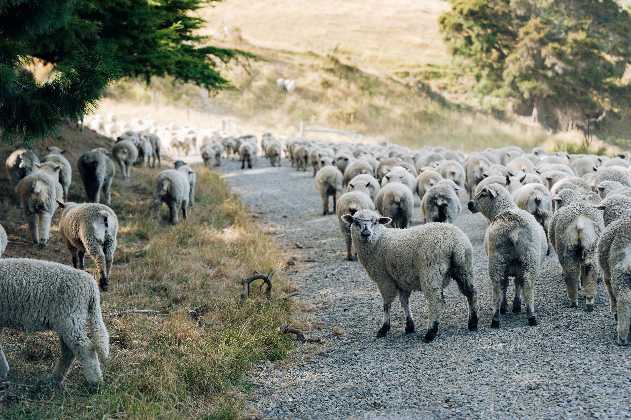 Real New Zealand Farm Tours Day Trip Christchurch Local Sheep Farm, Wine & Lunch — Waipara Valley - Photo 7