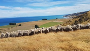 Real New Zealand Farm Tours Day Trip Christchurch Local Sheep Farm, Wine & Lunch — Waipara Valley - Photo 22