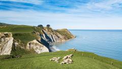 Real New Zealand Farm Tours Day Trip Christchurch City Sightseeing, Sheep, Wine & Lunch