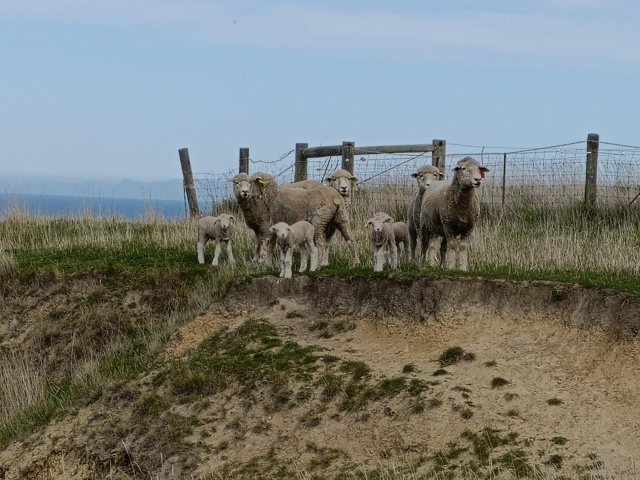 Real New Zealand Farm Tours Day Trip Christchurch Local Sheep Farm, Wine & Lunch — Waipara Valley - Photo 28