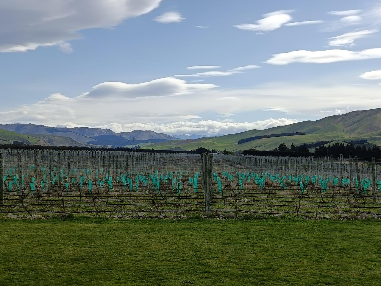 Real New Zealand Farm Tours Day Trip Christchurch Local Sheep Farm, Wine & Lunch — Waipara Valley - Photo 29