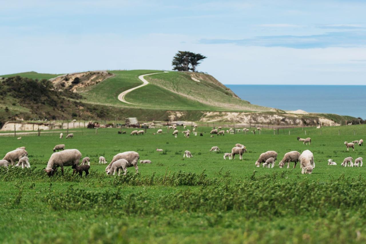 Real New Zealand Farm Tours Day Trip Christchurch Local Sheep Farm, Wine & Lunch — Waipara Valley - Photo 19